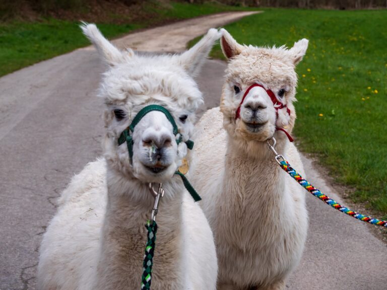 Alpaca,Close,Up,View,During,An,Outdoor,Hike,Walk