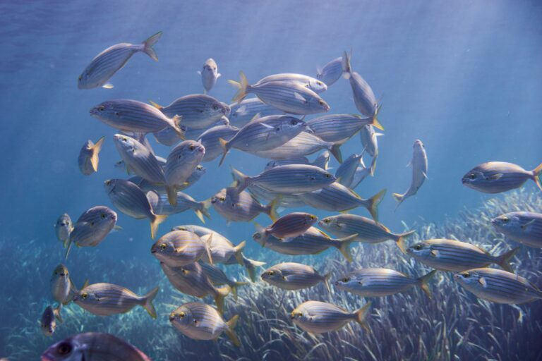 School,Of,Sarpa,Salpa,In,The,Mediterranean,Sea