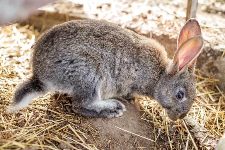 A,Gray,Rabbit,Is,Curiously,Sniffing,The,Ground,In,A