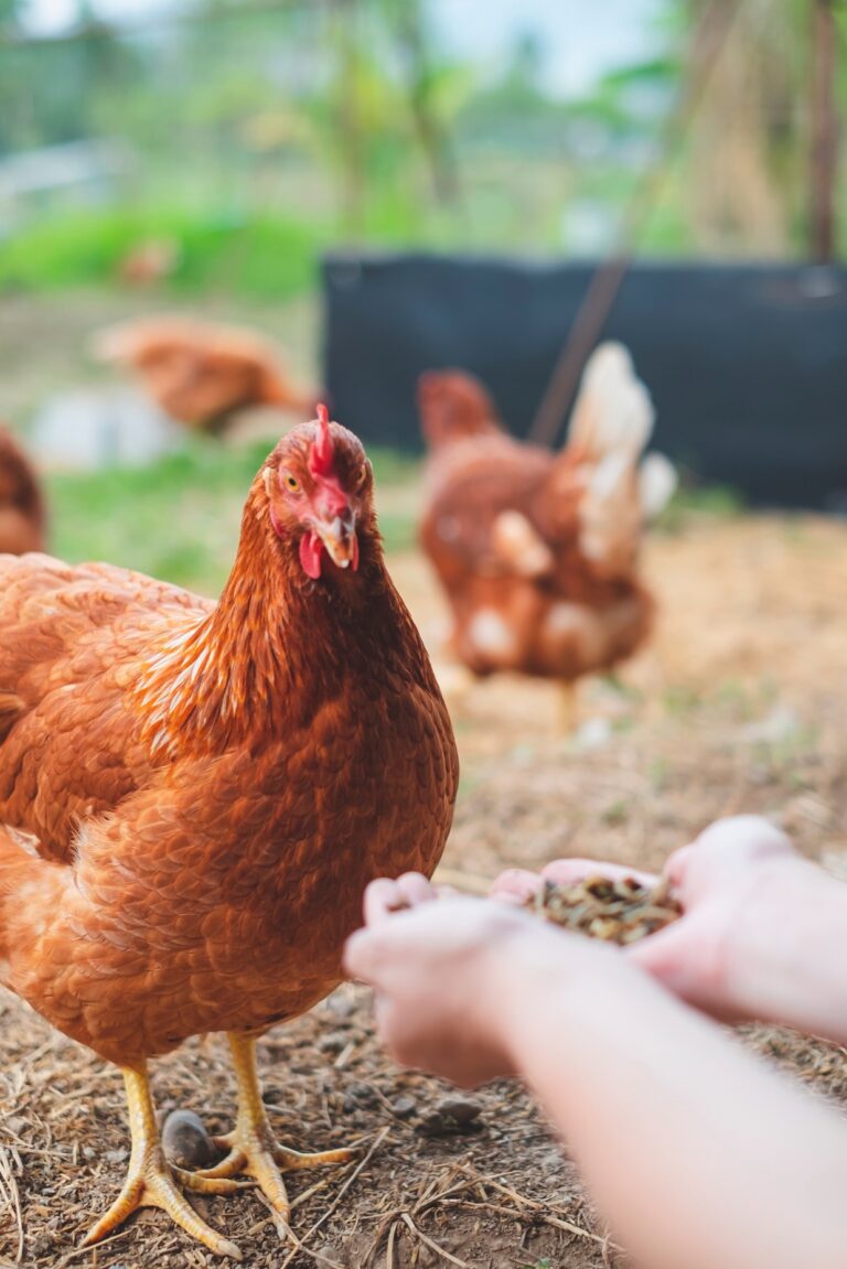 Hand’s,Of,Farmer,Holding,Worms,For,Feeding,Chicken,,Organic,Protein