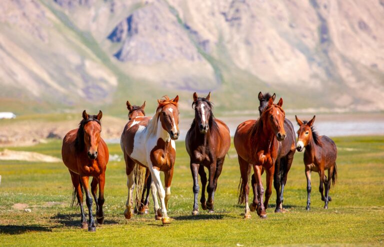 A,Herd,Of,Horses,Gallop,Forward,Against,The,Backdrop,Of