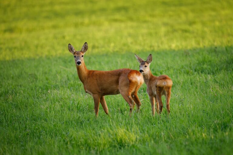 European,Roe,Deer,,Capreolus,Capreolus,,In,Green,Meadow.,Doe,And